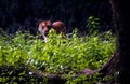 Asian Tiger in zoological park, India