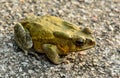 Asian toad Duttaphryns melanostictus