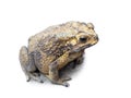 Asian Toad Duttaphrynus melanostictus Royalty Free Stock Photo