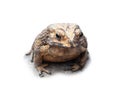 Asian Toad Duttaphrynus melanostictus on white background. clipping path