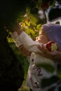 Asian toddler picking an apple from a tree