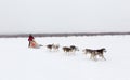 Siberian husky sledge riding in kamchatka peninsula in cloudy day,Russia