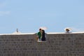 Asian tourists on the Dubrovnik city wall Royalty Free Stock Photo