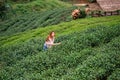 Asian tourists woman on view point at Tea garden doi angkhang T Royalty Free Stock Photo