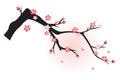 Plum blossom in spring