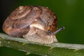 Asian Tramp Snail