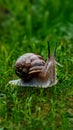 Asian tramp snail, small yet fascinating creature, captured in photo