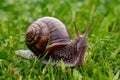 Asian tramp snail, small yet fascinating creature, captured in photo