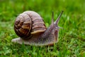 Asian tramp snail, small yet fascinating creature, captured in photo