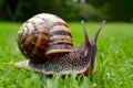 Asian tramp snail, small yet fascinating creature, captured in photo