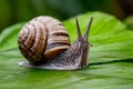 Asian tramp snail, small yet fascinating creature, captured in photo