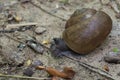 Asian tramp snail.