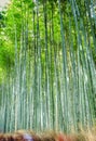 Asian Travel Destinations. Renowned Sagano Bamboo Forest in Japan Royalty Free Stock Photo
