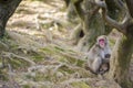 Asian Traveling Concepts. Natural Animalistic Portrait of Family of Japanese Macaque at Arashiyama Monkey Park Iwatayama in Kyoto