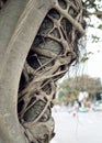 Asian tree with strange branches Royalty Free Stock Photo