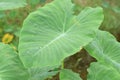 Caladium The tropical plant grown primarily for its edible corms, the root vegetables Royalty Free Stock Photo