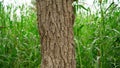 Asian tropical plant, Khejri or Prospis cineraria tree trunk. Brown colored rough bark on trunk Royalty Free Stock Photo