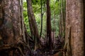 Asian tropical rainforest, forest trees, tree roots in forest Royalty Free Stock Photo
