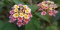 Asian tropical climatic wild flower.