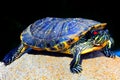 Asian terrapin turtle Royalty Free Stock Photo