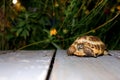 An Asian turtle looks into the lens against a background of greenery and flowers