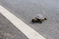 Asian turtle moving across the road