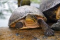 Asian turtle walking on the ground