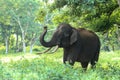 Asian tusker in the jungle