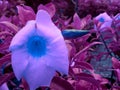 Asian variety of seasonable flower bluish color presented with leaves