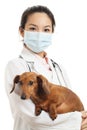 Asian veterinarian with dachshund dog Royalty Free Stock Photo