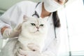 Asian veterinarian examine cat during appointment in veterinary clinic. Professional vet doctor woman stand on examination table