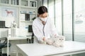 Asian veterinarian examine cat during appointment in veterinary clinic. Professional vet doctor woman stand on examination table