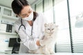 Asian veterinarian examine cat during appointment in veterinary clinic. Professional vet doctor woman stand on examination table w