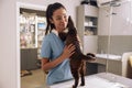 Asian veterinarian intern in blue uniform hugs tabby cat at table in clinic Royalty Free Stock Photo