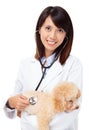 Asian veterinarian with poodle Royalty Free Stock Photo