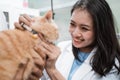 asian veterinarian smiles while checking brown cat Royalty Free Stock Photo