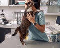 Asian veterinarian in uniform hugs tabby cat at table in clinic office Royalty Free Stock Photo