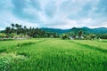 Asian village landscape farm paddy green valley