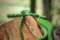 Asian Vine Snake (Ahaetulla prasina) is a species of snake Royalty Free Stock Photo