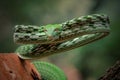 Asian Vine Snake (Ahaetulla prasina) is a species of snake Royalty Free Stock Photo