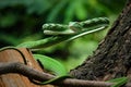 Asian Vine Snake (Ahaetulla prasina) is a species of snake Royalty Free Stock Photo