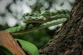 Asian Vine Snake (Ahaetulla prasina) is a species of snake Royalty Free Stock Photo