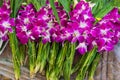Asian violet orchids Royalty Free Stock Photo
