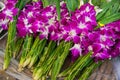 Asian violet orchids Royalty Free Stock Photo