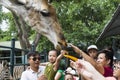 Asian visitors feeding a giraffe