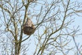 Asian wasp hive