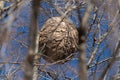 Asian wasp nest on a tree in winter Royalty Free Stock Photo
