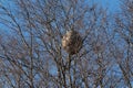 Asian wasp nest on a tree in winter Royalty Free Stock Photo