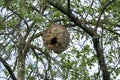 Asian wasp nest, Vespa velutina in a tree Royalty Free Stock Photo