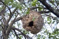 Asian wasp nest, Vespa velutina in a tree Royalty Free Stock Photo